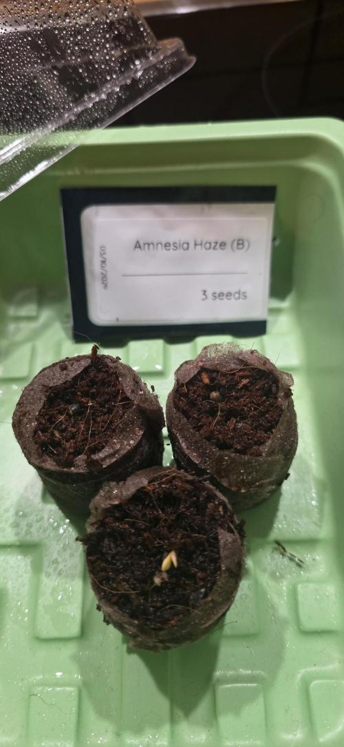 Amnesia Haze (B) Ganja Farmer. Week 0