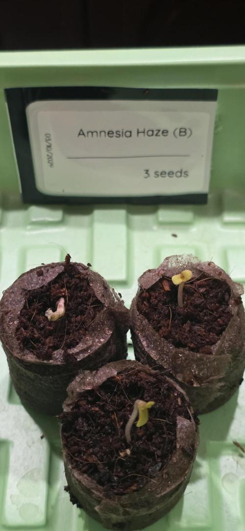 Amnesia Haze (B) Ganja Farmer. Week 0