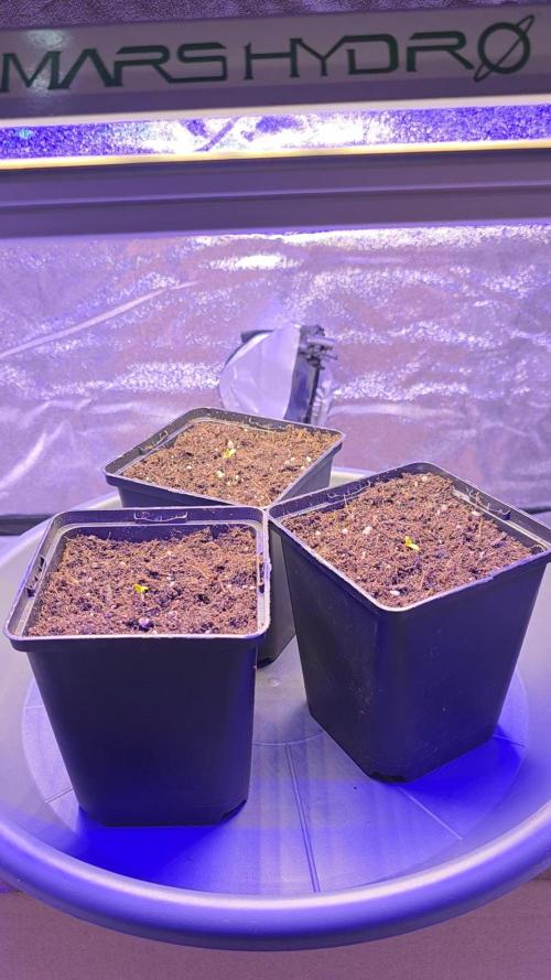 Amnesia Haze (B) Ganja Farmer. Week 0