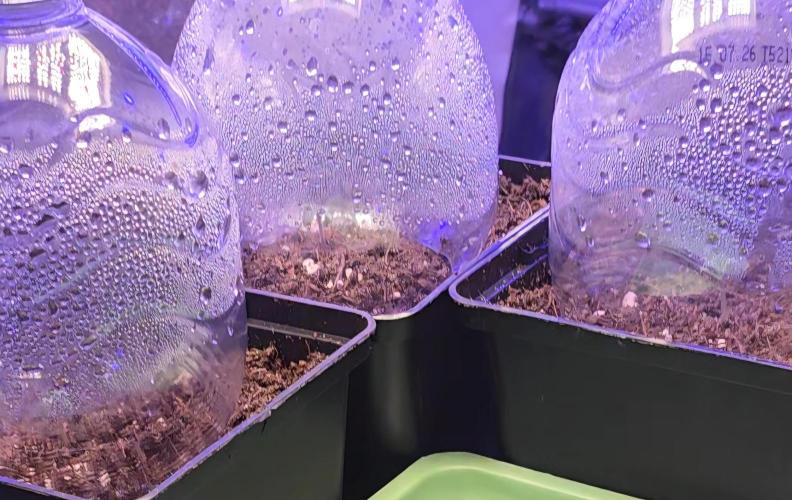 Amnesia Haze (B) Ganja Farmer. Week 0