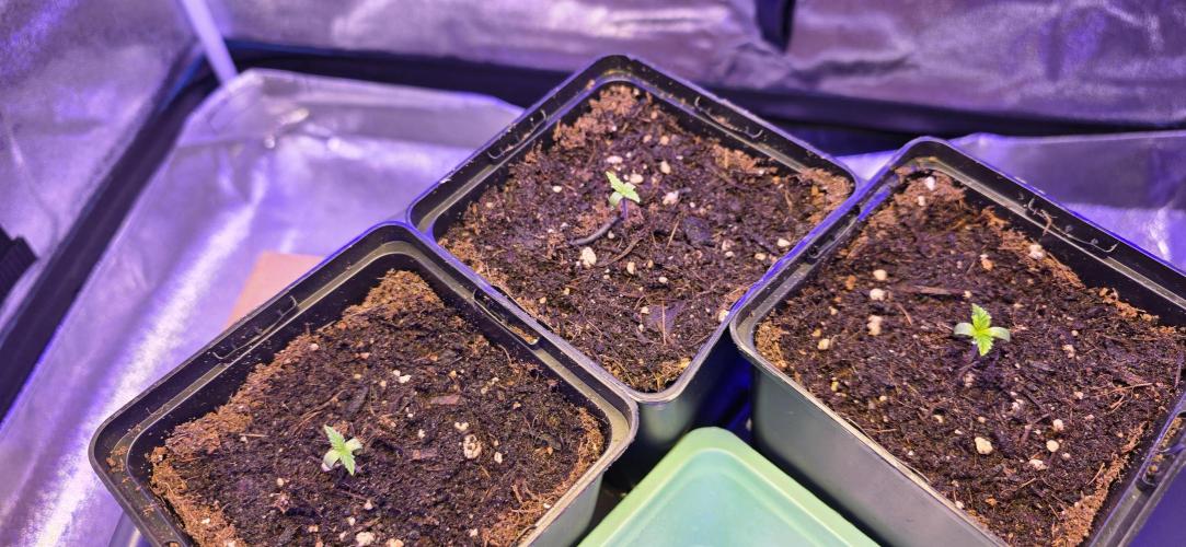 Amnesia Haze (B) Ganja Farmer. Week 0