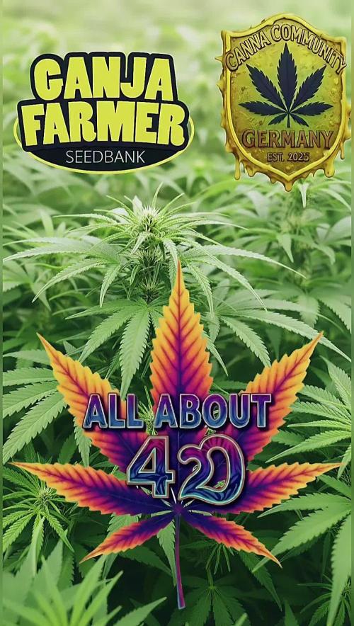 Amnesia Haze (B) Ganja Farmer