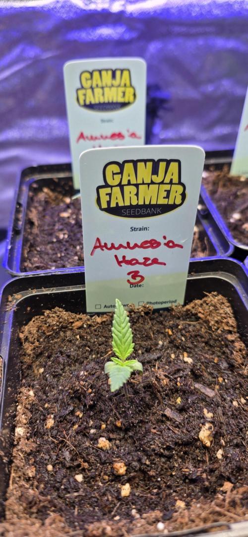 Amnesia Haze (B) Ganja Farmer. Week 1