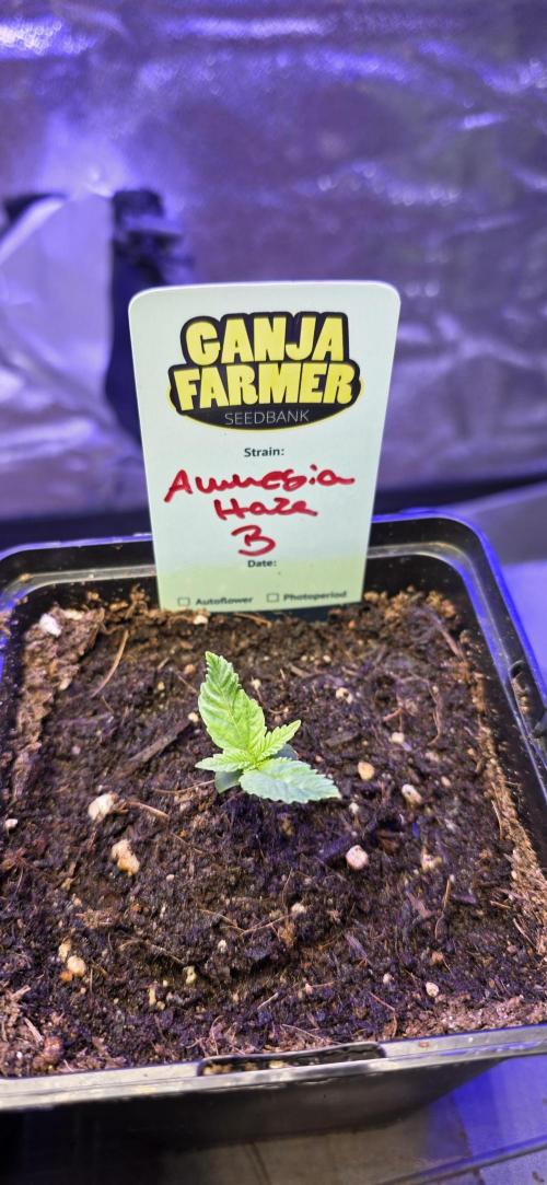 Amnesia Haze (B) Ganja Farmer. Week 1