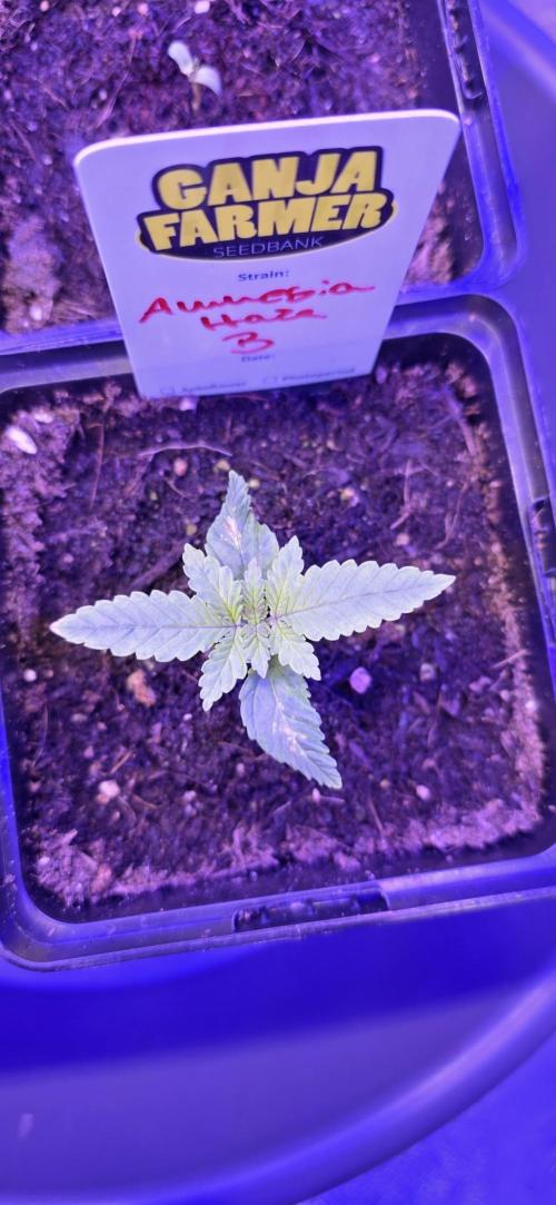 Amnesia Haze (B) Ganja Farmer. Week 1