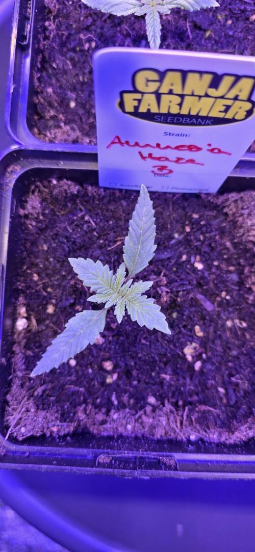 Amnesia Haze (B) Ganja Farmer. Week 1