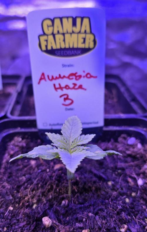 Amnesia Haze (B) Ganja Farmer. Week 1
