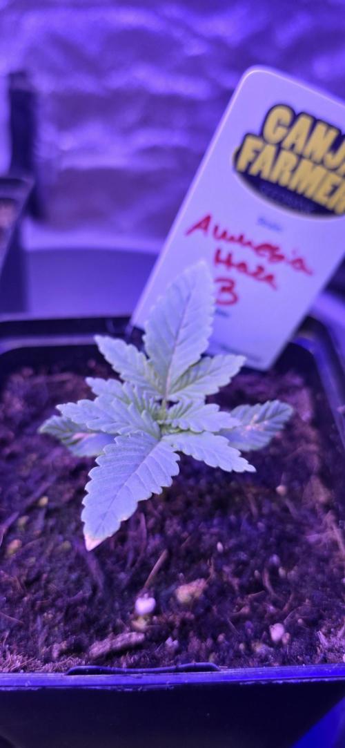 Amnesia Haze (B) Ganja Farmer. Week 1