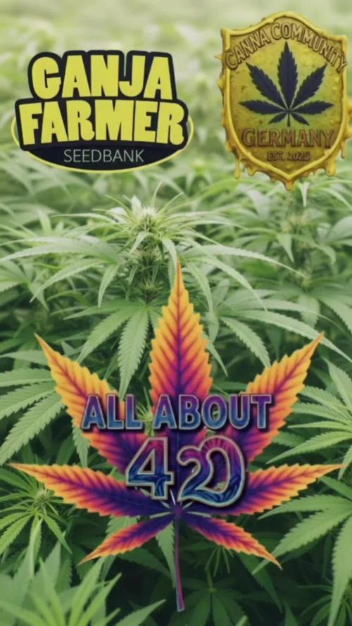 Amnesia Haze (B) Ganja Farmer