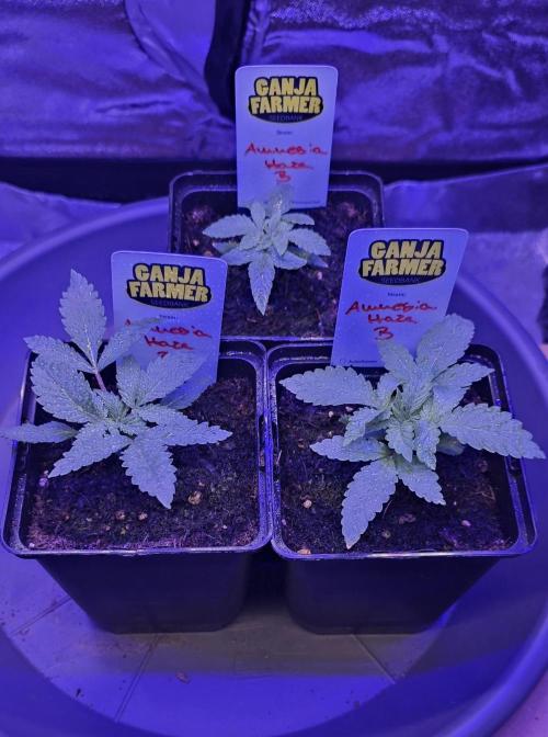 Amnesia Haze (B) Ganja Farmer. Week 2