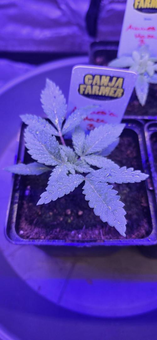 Amnesia Haze (B) Ganja Farmer. Week 2