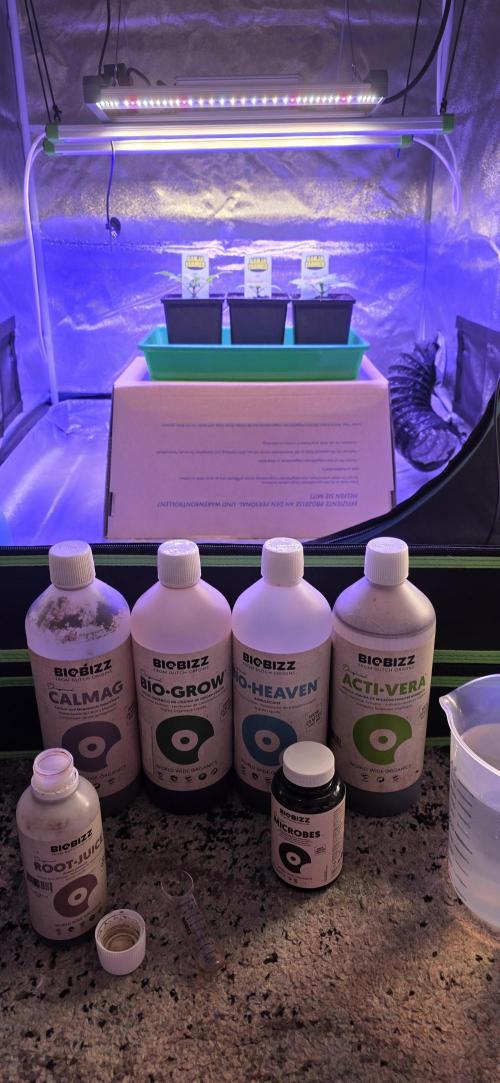 Amnesia Haze (B) Ganja Farmer. Week 2