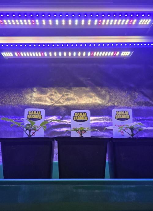 Amnesia Haze (B) Ganja Farmer. Week 2