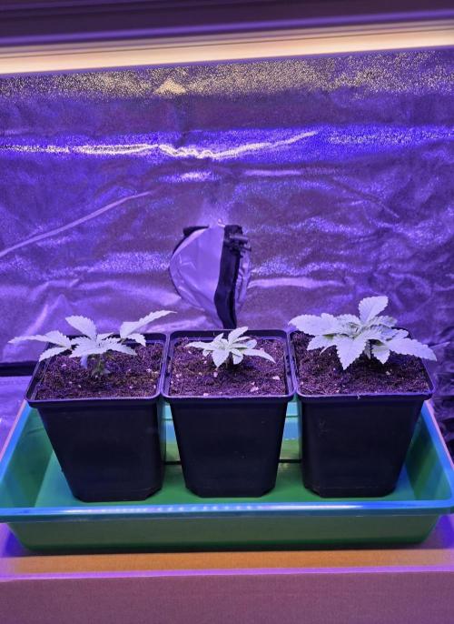 Amnesia Haze (B) Ganja Farmer. Week 2