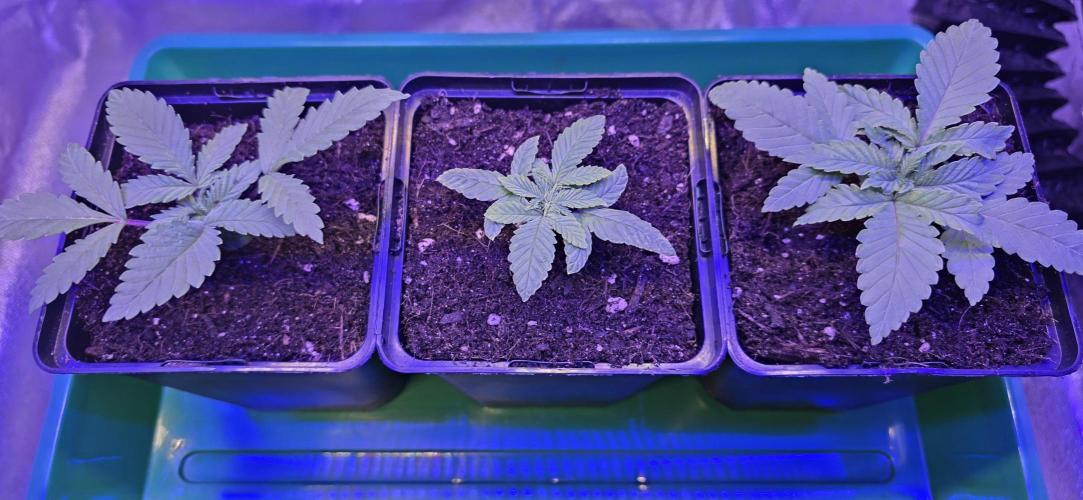 Amnesia Haze (B) Ganja Farmer. Week 2