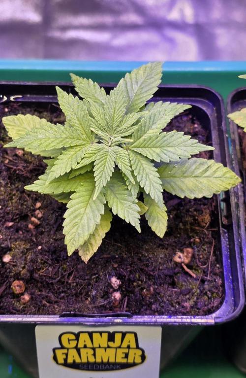Amnesia Haze (B) Ganja Farmer. Week 3