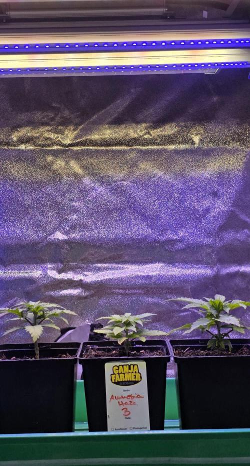 Amnesia Haze (B) Ganja Farmer. Week 3