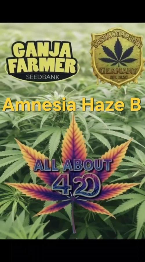 Amnesia Haze (B) Ganja Farmer