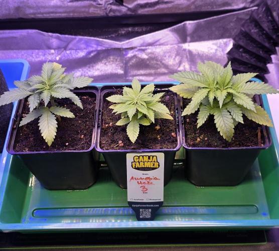Amnesia Haze (B) Ganja Farmer. Week 3