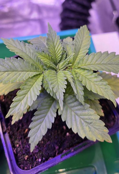 Amnesia Haze (B) Ganja Farmer. Week 3