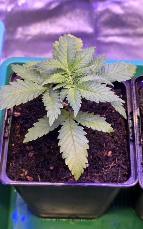 Amnesia Haze (B) Ganja Farmer. Week 3