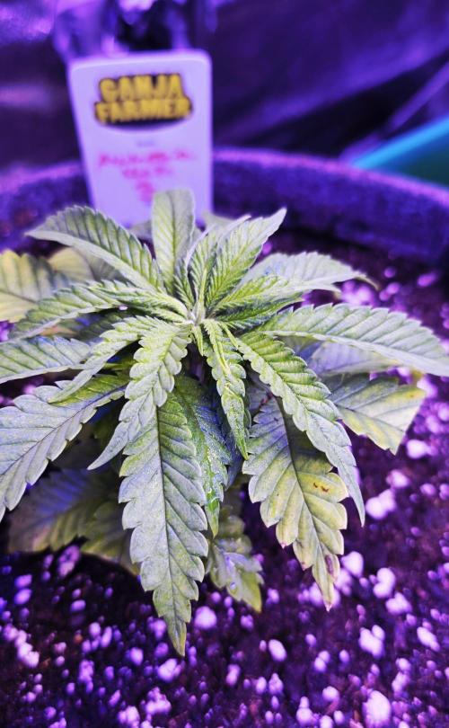 Amnesia Haze (B) Ganja Farmer. Week 4