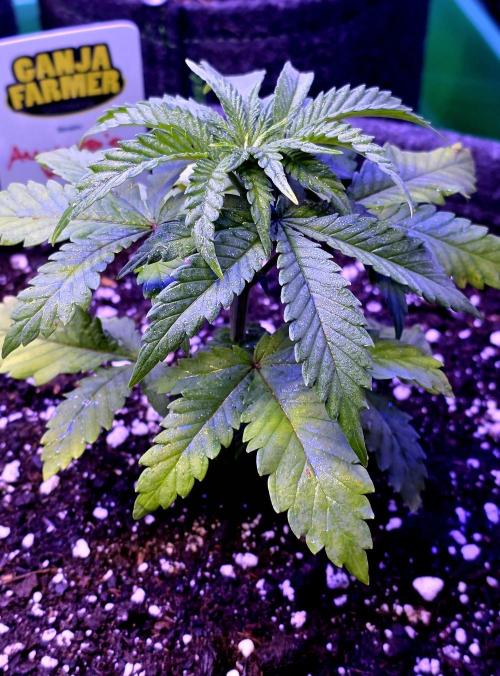 Amnesia Haze (B) Ganja Farmer. Week 4