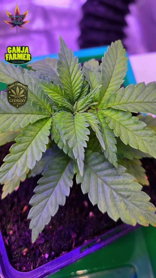 Amnesia Haze (B) Ganja Farmer