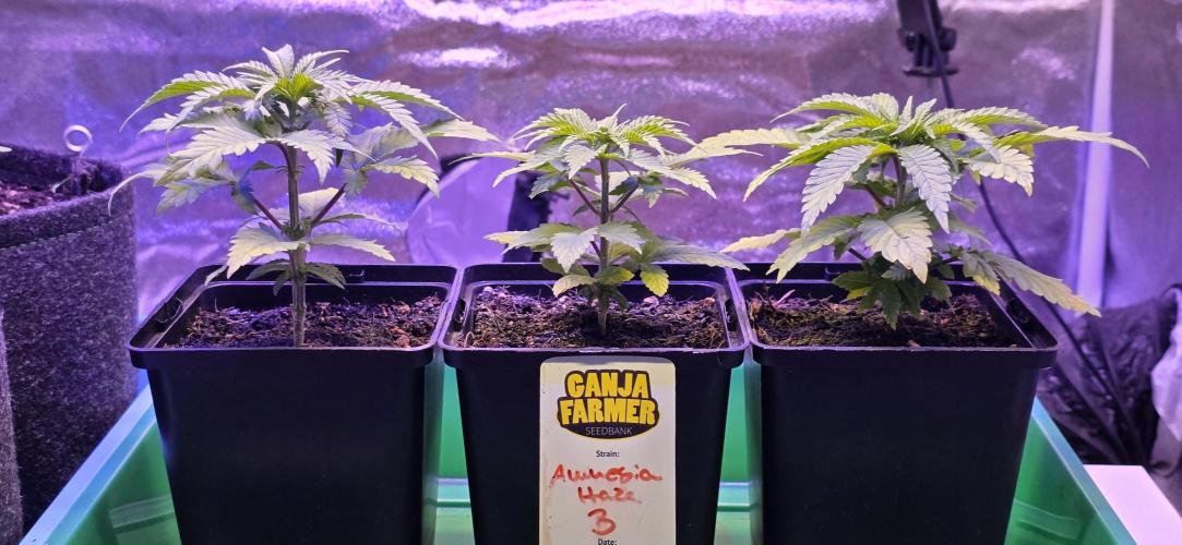 Amnesia Haze (B) Ganja Farmer. Week 4