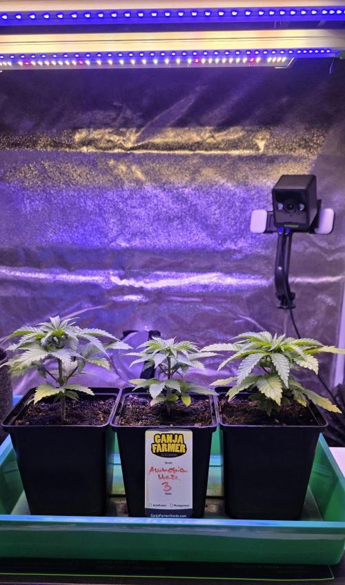 Amnesia Haze (B) Ganja Farmer. Week 4