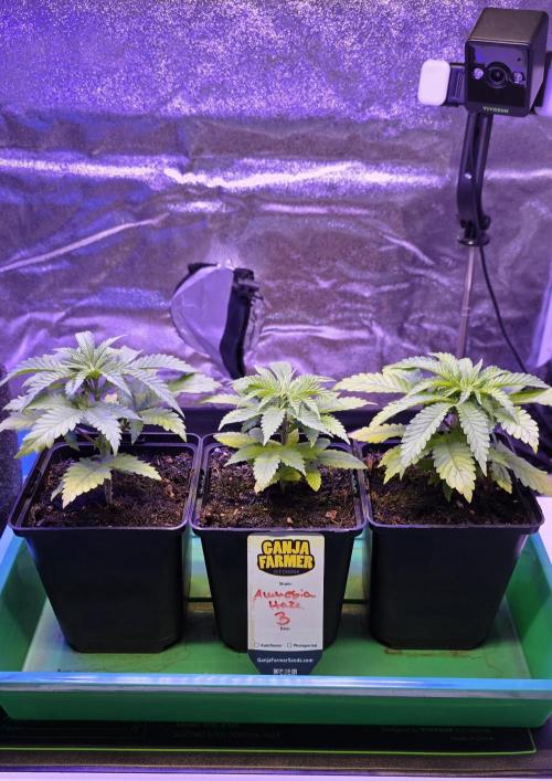 Amnesia Haze (B) Ganja Farmer. Week 4