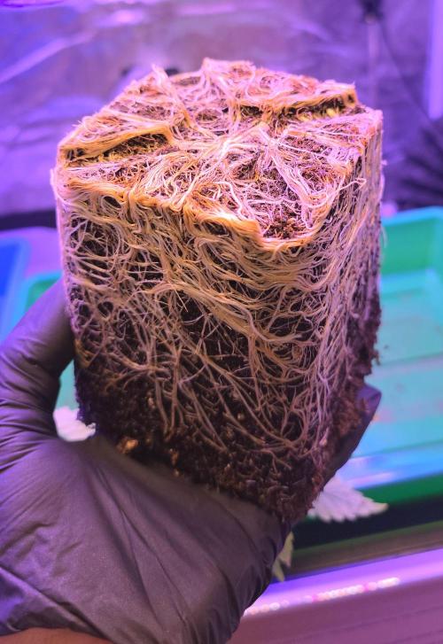 Amnesia Haze (B) Ganja Farmer. Week 4