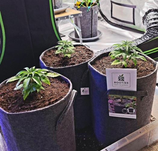 Amnesia Haze (B) Ganja Farmer. Week 4