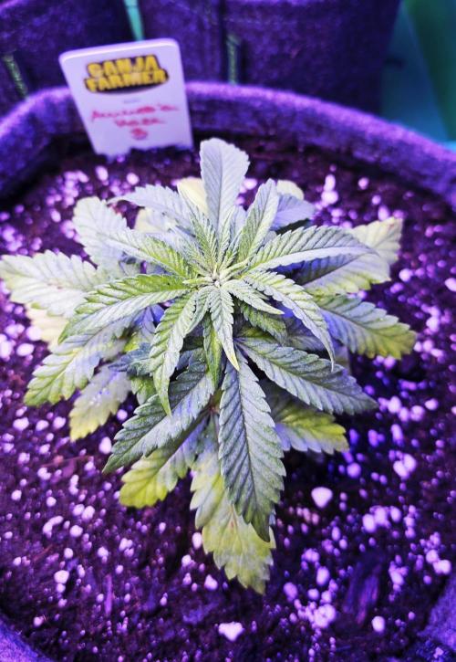 Amnesia Haze (B) Ganja Farmer. Week 4