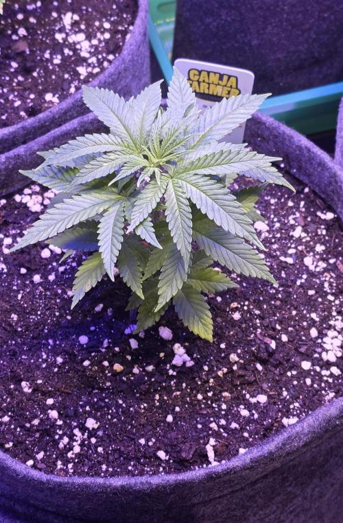 Amnesia Haze (B) Ganja Farmer. Week 5