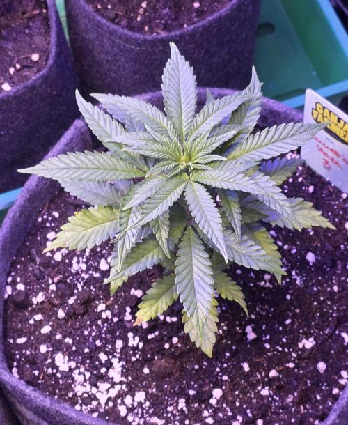 Amnesia Haze (B) Ganja Farmer. Week 5