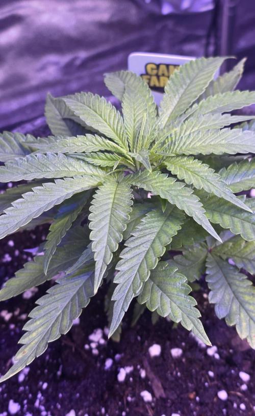 Amnesia Haze (B) Ganja Farmer. Week 5