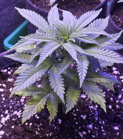 Amnesia Haze (B) Ganja Farmer. Week 5