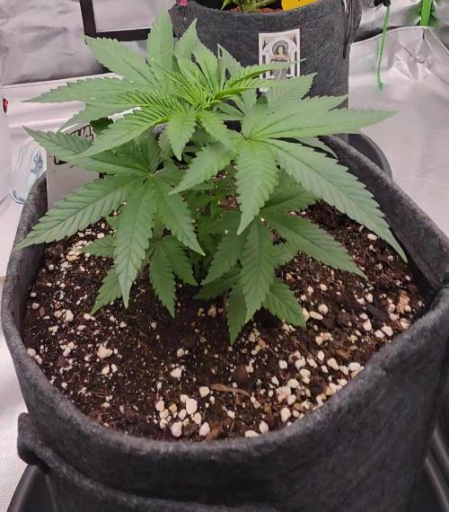 Amnesia Haze (B) Ganja Farmer. Week 5