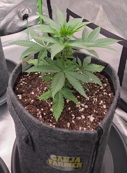 Amnesia Haze (B) Ganja Farmer. Week 5