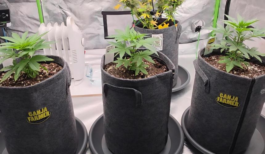 Amnesia Haze (B) Ganja Farmer. Week 5