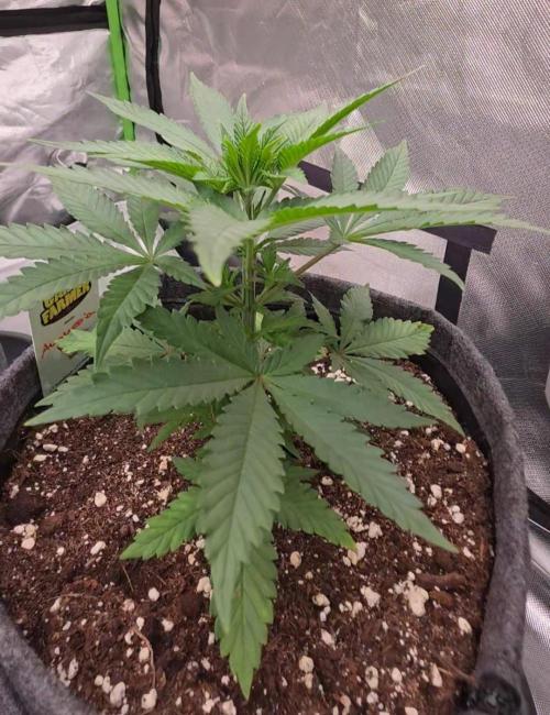 Amnesia Haze (B) Ganja Farmer. Week 5