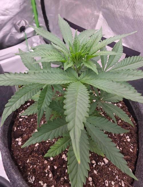 Amnesia Haze (B) Ganja Farmer. Week 5