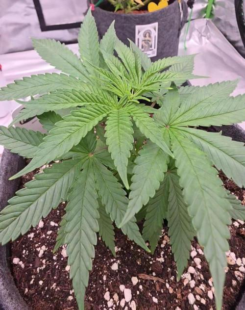 Amnesia Haze (B) Ganja Farmer. Week 5