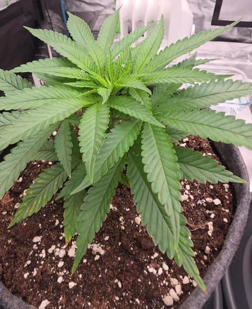 Amnesia Haze (B) Ganja Farmer. Week 5