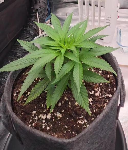 Amnesia Haze (B) Ganja Farmer. Week 5