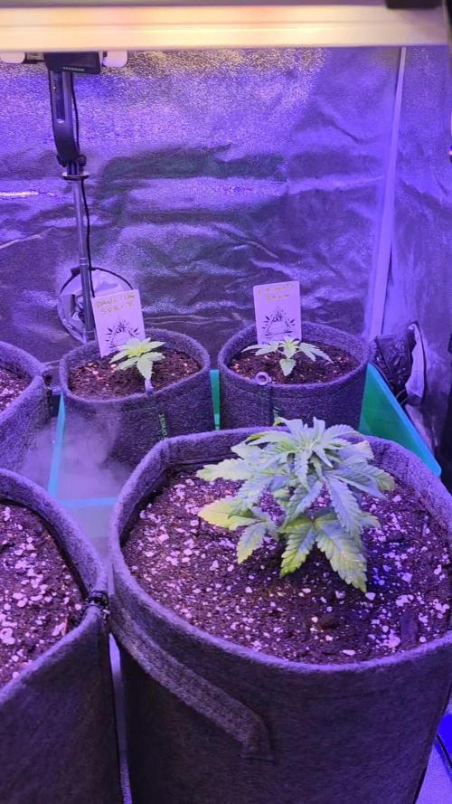 Amnesia Haze (B) Ganja Farmer