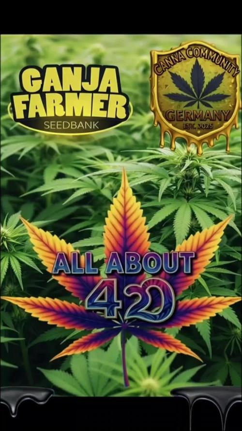 Amnesia Haze (B) Ganja Farmer