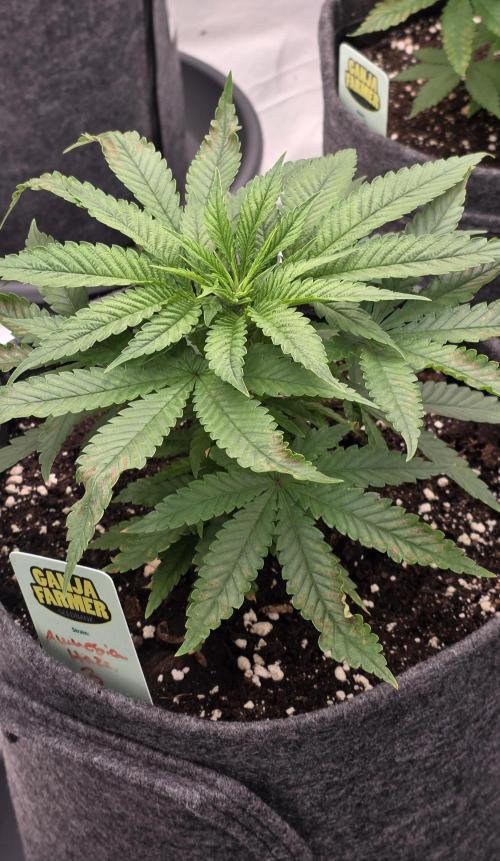 Amnesia Haze (B) Ganja Farmer. Week 6