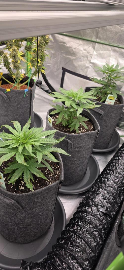 Amnesia Haze (B) Ganja Farmer. Week 6